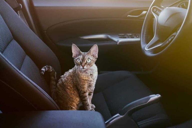 1. Cat car seat carriers are a great way to keep your cat safe and secure while you're on the road.