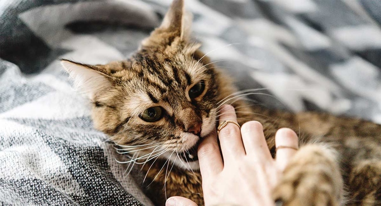 3. Love Bite: Cats often show their affection by gently biting their owners.