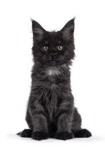 A Black Smoke Maine Coon is a large, beautiful cat with black fur and green eyes.