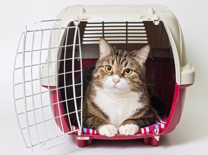 A cat can stay in a carrier for up to 8 hours.