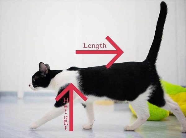 A cat's ability to jump and climb is determined in part by the length of its toes.