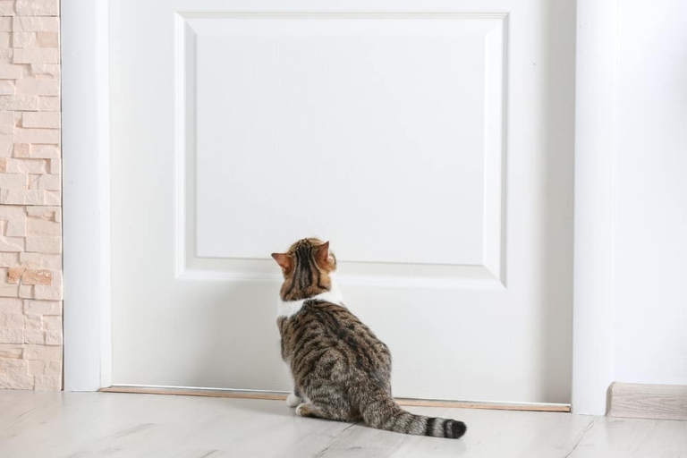 A cat's ability to open doors is a result of their understanding of object permanence.