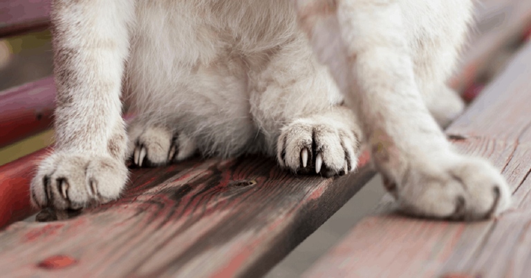 A cat's claws are not like our fingernails - they are actually more similar to our toenails.