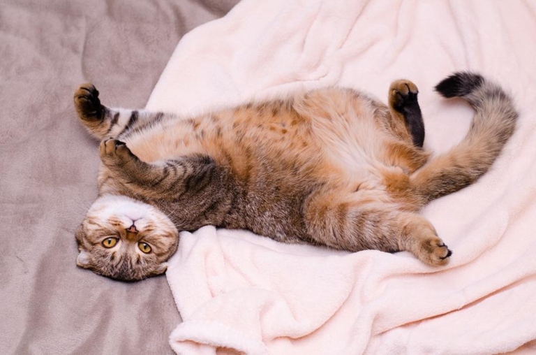 A cat's exposed belly is also a defensive position.