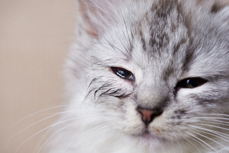A cat's eye infection, also called conjunctivitis, is a common condition that can be caused by a number of things, including bacteria, viruses, allergies, and foreign bodies in the eye.