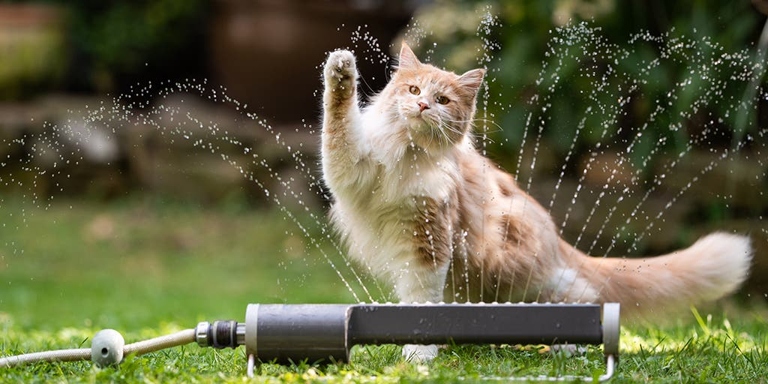 A cooling bowl is a great way to keep your cat hydrated during the hot summer months.