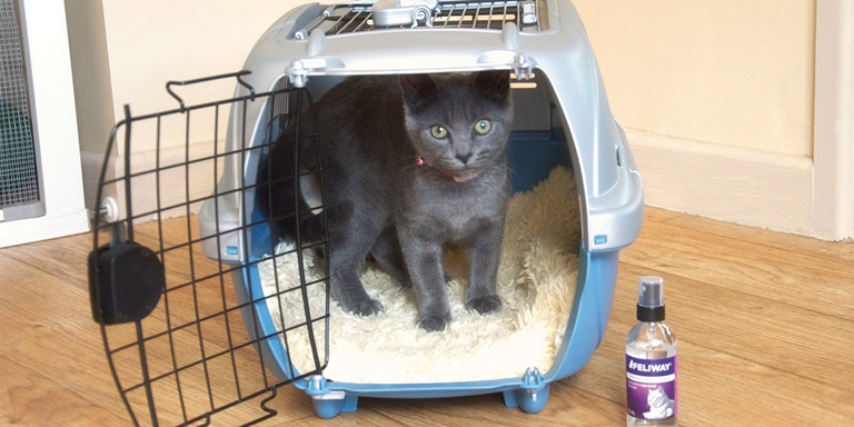 A disposable cat carrier is a great way to travel with your cat without having to worry about cleaning the carrier afterwards.