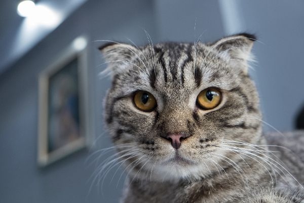 A grey tabby cat is a cat with grey fur that has a dark striped pattern.
