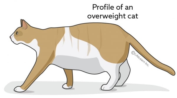 A healthy cat weight can be maintained by feeding them a balanced diet and making sure they get plenty of exercise.