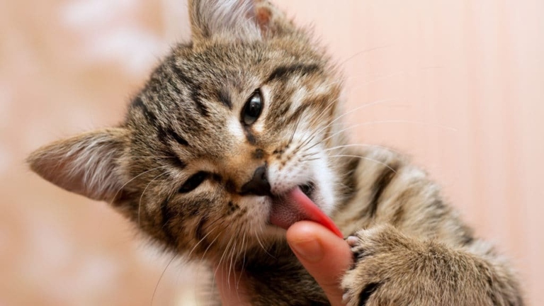 A kitten's behavior of licking toys is often due to the fact that they are trying to clean them.