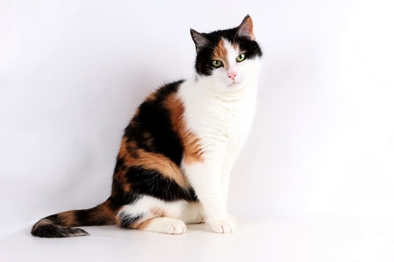 A long-haired calico cat is worth around $1,000.