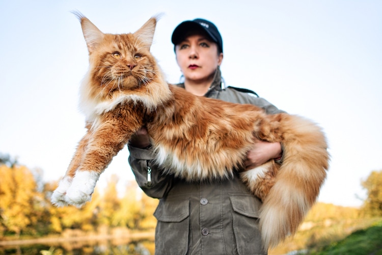 A Maine Coon can travel without a carrier as long as it has a harness and leash.