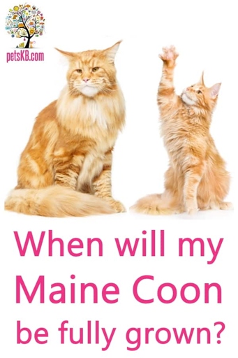 A Maine Coon will continue to grow until around three years of age.