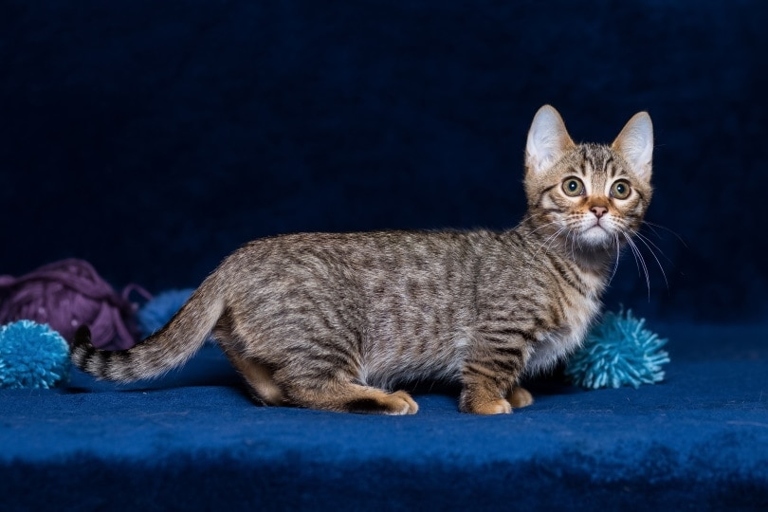 A Munchkin cat initial costs can be expensive, but they are a lifetime investment.