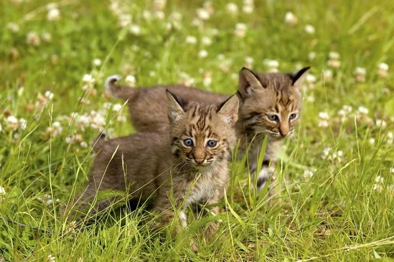 A new study has found that a simple genetic test can identify whether a domestic cat is mixed with a bobcat.