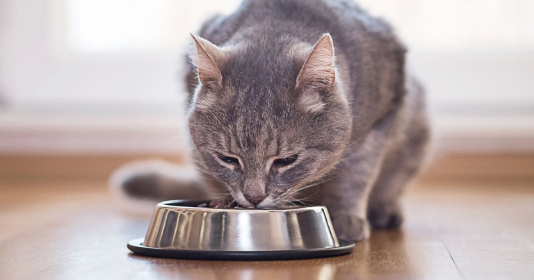 A new study has found that carbohydrates aren't great for cats.
