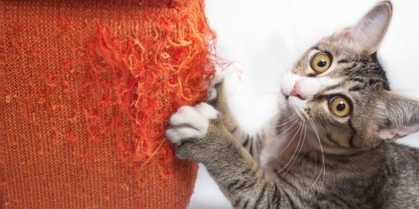 A scratching post can help protect your furniture from being scratched by your cat's nails.