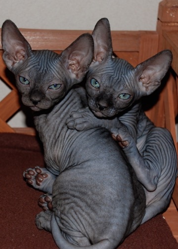 A Sphynx cat typically costs around $1000, and the monthly cost of care is around $100.