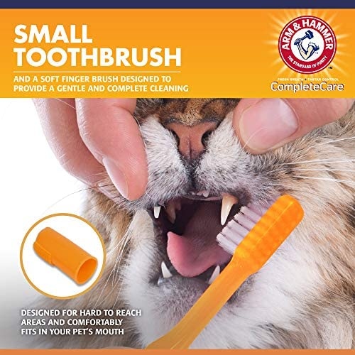 A toothbrush that's specially made for cats can help keep their teeth clean and healthy.