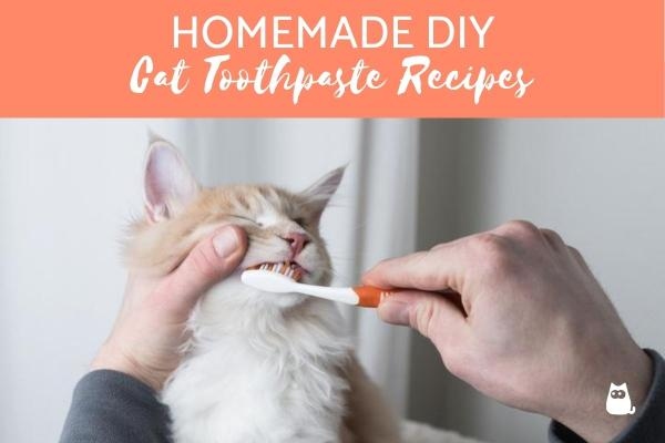 A: You can make toothpaste for your cat by mixing water, baking soda, and salt.