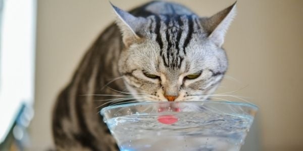 Adding more water locations will help your cat stay hydrated and healthy.