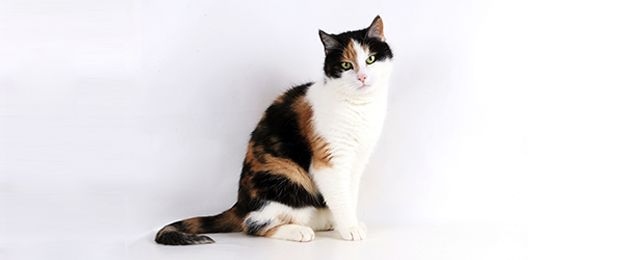 Adopting a long-haired calico cat can be a rewarding experience, as these cats are known for their loving and affectionate nature.