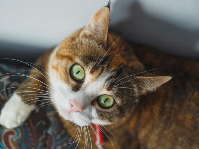 Although catnip may make your cat happy, there are a few reasons why it is not a great option for making the litter box more appealing.