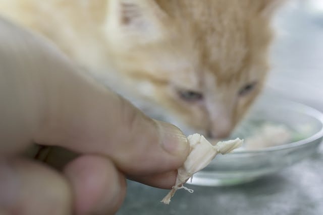 Although chicken is a common allergen in cats, there are still traces of chicken that can show up in their food.