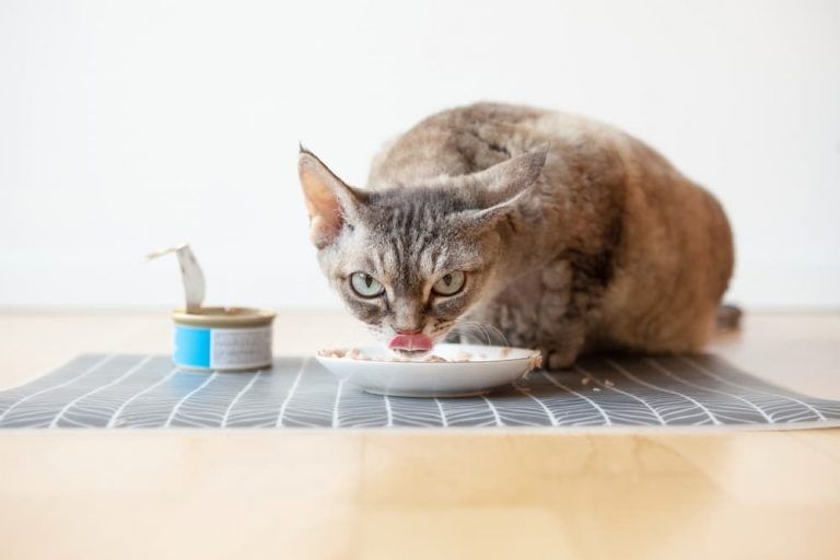 Animal-based protein is the best source of nutrition for your cat.