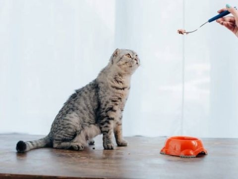 Another reason may be that he is trying to mark his territory. There are a few reasons your cat may scratch around his food. One reason may be that he is trying to bury his food and save it for later.