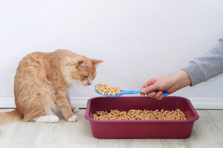As wood pellet cat litters become more popular, it is important to know that the dangers around ingestion have decreased.