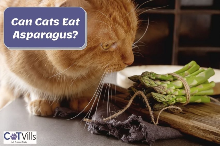 Asparagus is safe for cats to eat, and they may even enjoy the taste.