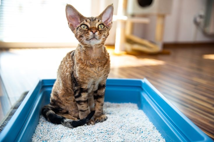 Baking soda is a safe and effective way to treat your cat for various health issues.