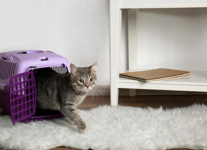 Before you buy a cat carrier, consider your cat's privacy needs.