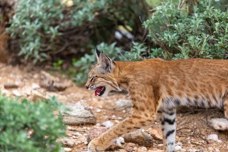 Bobcats are about twice the size of house cats, with males averaging about 18 pounds and females about 10 pounds.