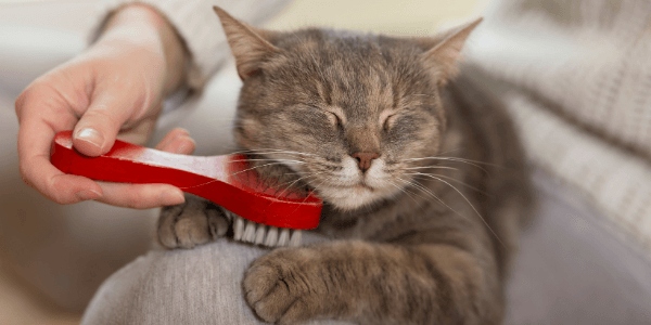 Brushing your cat regularly is one of the best ways to reduce cat shedding.