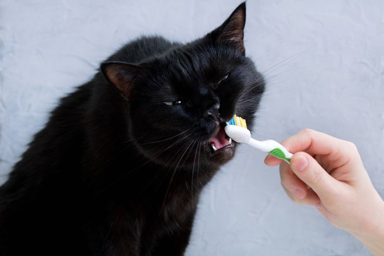 Brushing your cat's teeth is an important part of their overall health.