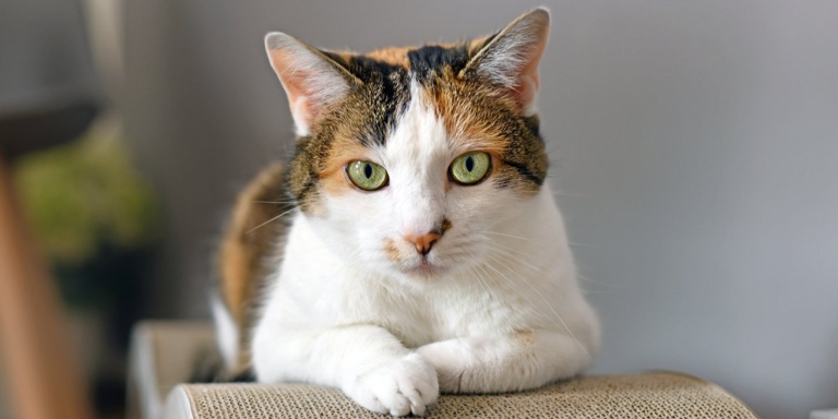Calico cats are born with their unique coloration, which is the result of a genetic mutation.