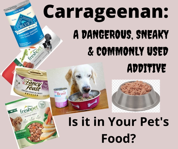 Carrageenan is a food additive that is commonly used in canned cat food.