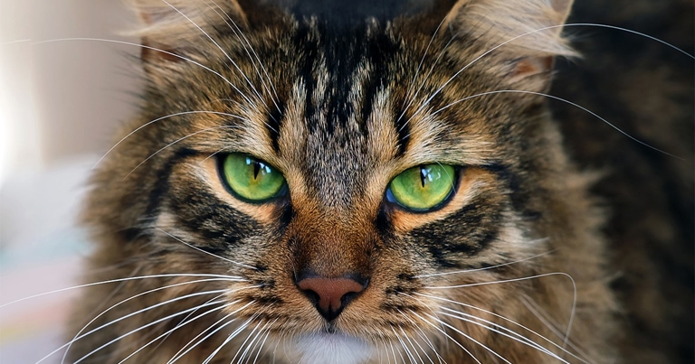 Cat urine is usually yellow or clear, but it can also be green, red, or brown.