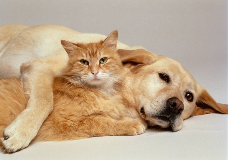 Cats and dogs are natural enemies, but sometimes they develop strange relationships with one another.