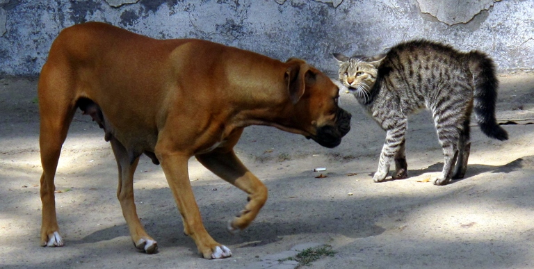 Cats and dogs are natural enemies, so it's no surprise that they don't always get along.
