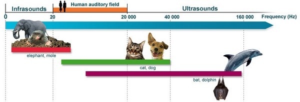 Cats and dogs can hear ultrasonic sounds because they have a higher range of hearing than humans.