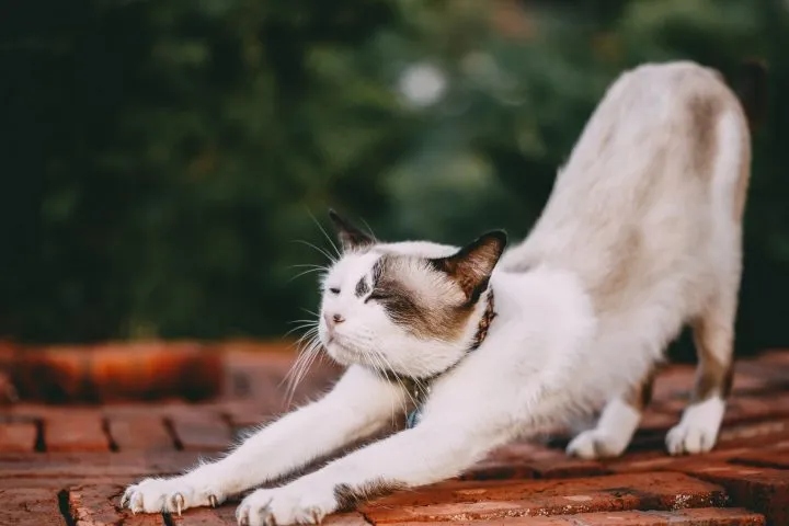 Cats arch their backs when they are being petted as a way to display their bum.
