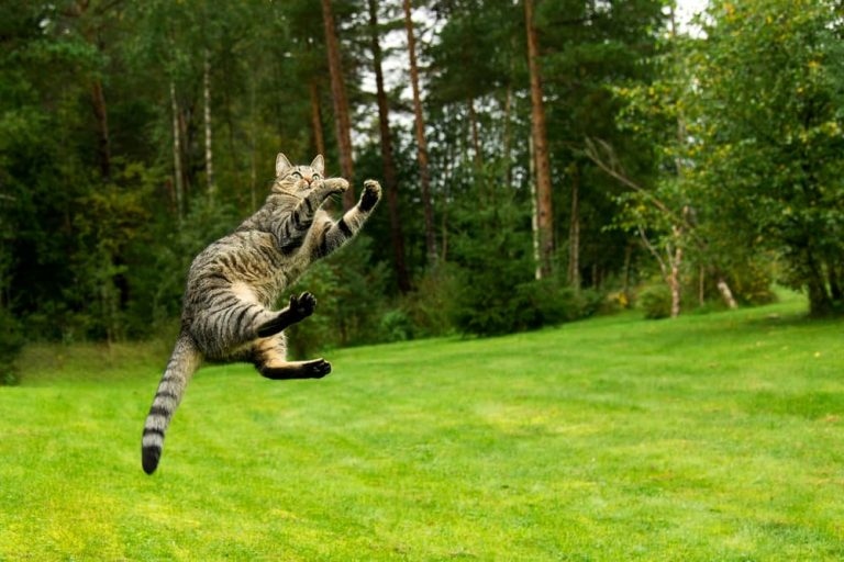 Cats are able to jump up to nine times their height due to their powerful hind legs and flexible spine.