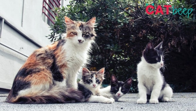 Cats are able to remember their mother through different cues such as her voice, scent, and appearance.