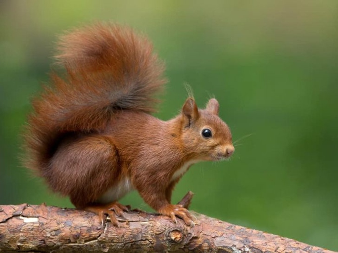 Cats are at risk of choking on squirrels if they catch them.