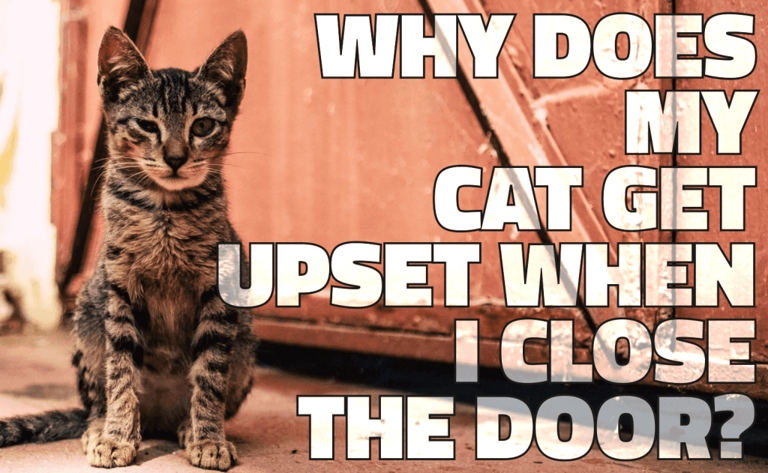 Cats are curious creatures that like to explore their surroundings, so they don't like it when they're suddenly cut off from part of their territory by a closed door.