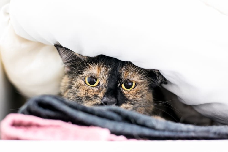 Cats are known for being calm, but that doesn't mean they don't get stressed.