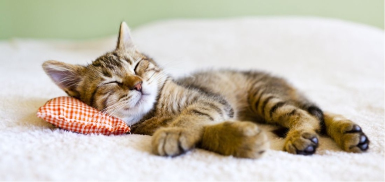 Cats are known for their ability to sleep anywhere, at any time, but did you know that they can actually tell when you're sleeping?